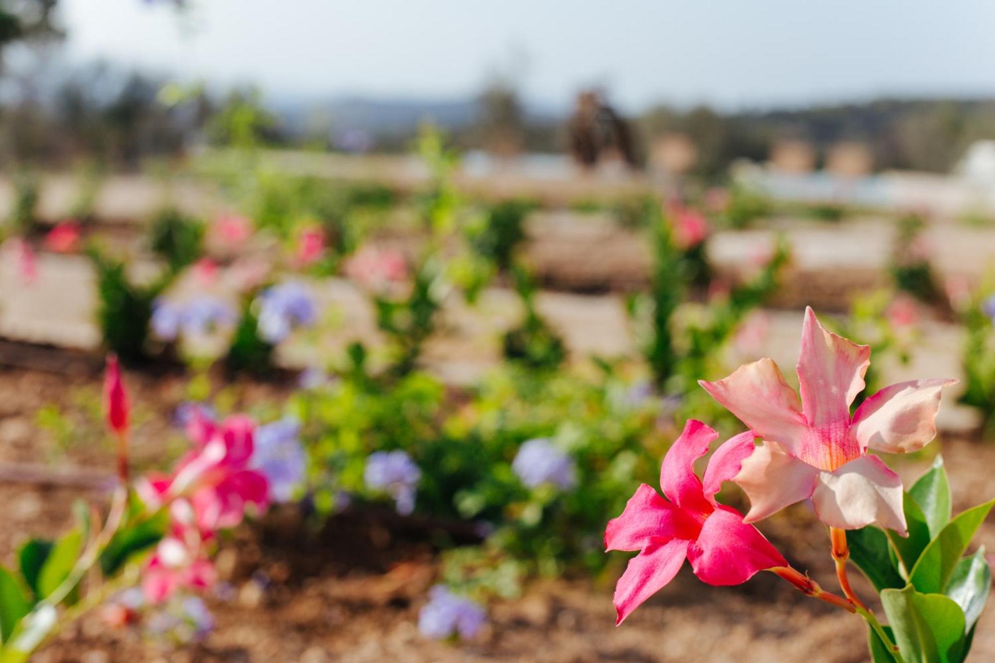 Finca Son Oms Porreres Luaran gambar